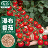 壽禾 小番茄種子種苗櫻桃小西紅柿蔬菜籽 濰育珍珠瀑布小番茄種子40粒 曬單實(shí)拍圖