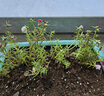 京厽重瓣太陽(yáng)花盆栽苗大花帶根帶花苞四季開花植物室內(nèi)室外好養(yǎng)花卉 混色重瓣  30棵 16-22色帶根送肥 不含盆 曬單實(shí)拍圖