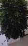 八方來財鴨腳木大型綠植客廳大盆栽室內(nèi)好養(yǎng)辦公室開業(yè)喬遷送禮 鴨腳木叢生1.2-1.4m 白色聚寶樹脂盆 曬單實拍圖