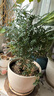 驅(qū)蚊蟲清香木盆栽正宗胡椒木花卉綠植四季好養(yǎng)凈化空氣吸甲醛植物 6年大苗1盆【原盆原土發(fā)貨】+肥料 曬單實拍圖