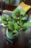 小盼小葉菩提樹(shù)盆栽帶果植物室內(nèi)辦公室好養(yǎng)活禪意客廳綠植微盆景 特級(jí)大菩提40果左右+綠福盆+底座 帶盆栽好 曬單實(shí)拍圖