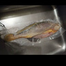鴻順三去黃花魚800g/2條 去鱗去腮去內(nèi)臟 生鮮魚類 海鮮 大黃魚 曬單實拍圖