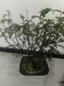 雪露紫Lavilosa雪露紫膠原蛋白花萃生機面膜抗皺緊致保濕提亮10片 花萃面膜10片裝 曬單實(shí)拍圖