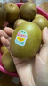 佳沛（zespri）新西蘭 陽光金奇異果12粒禮盒特大果單果約122-146g 獼猴桃 水果 曬單實拍圖