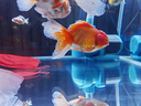 修醫(yī)寵白點凈魚藥熱帶魚觀賞魚魚缸鸚鵡錦鯉魚藥寄生蟲小瓜蟲病300ml 曬單實拍圖