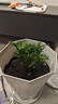 植物驅(qū)蚊蟲(chóng)清香胡椒木盆栽正宗花卉綠植四季好養(yǎng)凈化空氣吸甲醛 小清香胡椒木 10cm 高 一盆原士 曬單實(shí)拍圖