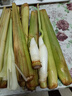【現(xiàn)采現(xiàn)發(fā)】新鮮茭白上海青浦練塘特產(chǎn)帶殼茭白高筍時(shí)令蔬菜 現(xiàn)采帶殼茭白2斤 曬單實(shí)拍圖