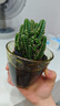 多肉植物萬(wàn)重山綠植客廳辦公桌面盆栽仙人掌組合花卉仙人球 原盆原土發(fā)貨【1顆苗】+肥料 曬單實(shí)拍圖