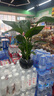 天堂鳥招財大氣大型綠植盆栽客廳耐旱好養(yǎng)護懶人綠植室內(nèi)凈化空氣 天堂鳥40-50cm【3顆】+原盆原土 曬單實拍圖