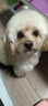 嘟可親香檳色泰迪犬沐浴露狗狗專用除臭止癢寵物洗澡用品浴液非殺菌 500ml 1瓶 曬單實拍圖