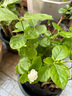 嘉瑰茉莉花【基地直發(fā)】何家茉莉花盆栽茉莉花苗盆景花卉盆栽綠植茉莉 20年老樁矮42檔 曬單實(shí)拍圖