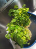 銅錢草水培盆栽辦公室內室外花卉金錢草綠植吸好養(yǎng)花草植物 精品銅錢草帶葉發(fā)貨2盆（不含盆） 曬單實拍圖