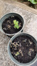 通沭薄荷室內盆栽桌面植物四季常青植物花卉 薄荷+原盆原土源頭直發(fā) 曬單實(shí)拍圖