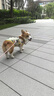 伯納天純伯納天純經(jīng)典狗糧專用糧成犬專用糧小型犬天然糧1.5KG 小型犬幼犬1.5kg 曬單實拍圖