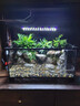 西游水族烏龜缸超白玻璃生態(tài)造景龜魚缸一體混養(yǎng)生態(tài)缸客廳專用家用飼養(yǎng)缸 50雨林豪華全套【缸+做好成品發(fā)貨+設(shè)備】 曬單實(shí)拍圖