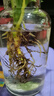 行湘水培綠植桌面綠植盆栽觀葉盆景 銀皇后1株+廣口玻璃瓶 源頭直發(fā) 曬單實(shí)拍圖