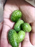 網(wǎng)紅拇指西瓜 佩普基諾迷你小西瓜新鮮水果不常見清甜爆汁125g1盒 2盒 單盒125g 曬單實拍圖