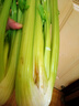 【榨汁西芹】壽光現(xiàn)割農(nóng)家西芹汁多筋少安療榨汁新鮮芹菜去葉發(fā)貨 【凈重3斤】農(nóng)家去葉西芹 曬單實(shí)拍圖