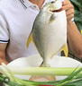 賣(mài)魚(yú)郎先生 國(guó)產(chǎn)活凍金鯧魚(yú)凈重2斤/2條裝 深海魚(yú) 生鮮 魚(yú)類(lèi)海鮮水產(chǎn) 曬單實(shí)拍圖