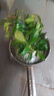 八芽小葉梔子花盆栽開(kāi)花植物室內(nèi)桌面茶幾好養(yǎng)花卉綠植辦公室凈化空氣 小葉梔子花-陶瓷豎紋盆 帶盆栽好 曬單實(shí)拍圖