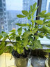 無花果苗盆栽帶葉特大果南北方種植波姬紅芭勞奈青皮無花果樹果苗 果苗買一送一(30-50cm 品種備注 30cm(含)-40cm(不含) 曬單實(shí)拍圖