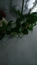 雙盟 綠蘿盆栽除甲醛花卉綠植辦公室新房?jī)艋諝?10款2盆裝源頭直發(fā) 曬單實(shí)拍圖