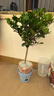 獨(dú)桿棒棒糖梔子花帶花苞四季開花濃香型庭院盆栽客廳陽臺(tái)花卉好養(yǎng) 獨(dú)桿大葉梔子40-50高（帶花苞）【原土發(fā)貨】 曬單實(shí)拍圖