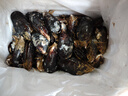 柒島海捕大青口貝鮮活特大海虹淡菜新鮮冷凍海鮮貽貝青口貝水產(chǎn) 7斤(凈重)  鮮活海鮮會吐水 曬單實(shí)拍圖