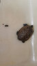 三友創(chuàng)美龜糧三友烏龜專用糧觀賞龜用糧巴西龜豬鼻龜飼料顆粒 浮上型220g/1瓶 曬單實(shí)拍圖