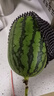 【產(chǎn)地直采】正宗北京龐各莊頭茬吊秧小西瓜1粒2kg 曬單實拍圖