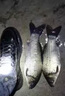 魚(yú)誘四季魚(yú)餌一包搞定全能腥搓餌野釣魚(yú)餌料黑坑鯽魚(yú)鯉魚(yú)草魚(yú)通殺餌料 1包【量少不推薦】 曬單實(shí)拍圖