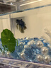【泰國進(jìn)口精品斗魚】觀賞魚苗金魚熱帶好養(yǎng)耐活體淡水半月婚紗魚 SS級*粉白象耳下單送魚食 曬單實拍圖