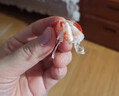 迪家貓九節(jié)蝦干特大蝦干即食干蝦對蝦干超大烤蝦海產(chǎn)干貨風干烤蝦大干蝦 50g（小蝦8-12只-普通快遞） 曬單實拍圖