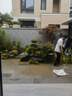 黃楊造型樹地栽庭院四季常青盆景耐寒別墅精品不落葉工程園林景觀 黃楊一物一拍【聯(lián)系客服】 曬單實(shí)拍圖