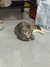 金宇生物【順豐冰倉(cāng)直發(fā)】金宇貓三聯(lián)幼貓貓咪疫苗狂犬妙三多同款貓三聯(lián) 幼貓?zhí)撞汀矩埲?lián)*3+狂犬】+驅(qū)蟲藥*1 曬單實(shí)拍圖