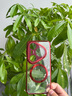 奢甲【鏡頭膜支架-磁吸充電】華為pura80Pro手機殼新款p80高透裸感超薄全包pura80ultra保護套時尚高級 磁吸款【紅色】鏡頭支架-高清高透-秀出新機 華為pura80 曬單實拍圖
