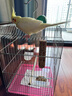 寵易生鳥用驅(qū)廦蟲噴劑鸚鵡鴿子鳥類咬毛啄羽掉毛螨蟲體外清潔噴霧500ML 曬單實(shí)拍圖