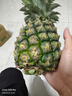 廣東香水菠蘿新鮮水果徐聞菠蘿當(dāng)季孕婦菠蘿非鳳梨整箱包郵 1粒裝 單果1.3-1.5斤 曬單實拍圖