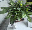 幼薇發(fā)財樹盆栽樹樁招財室內(nèi)大型綠植開業(yè)送禮前臺大號金錢樹四季常青 三棵發(fā)財樹+烏金財源滾滾盆 帶盆栽好 曬單實拍圖