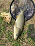 漁之源魚竿超輕超硬碳素釣魚竿手竿臺釣竿鯉魚桿鯽魚竿漁具小蜻蜓6.3m 曬單實(shí)拍圖
