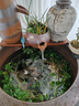 蝶翼斑馬魚長尾長鰭觀賞魚冷水小型淡水金魚活體好養(yǎng)淡水觀賞魚 翡翠綠3.5-4厘米2+1條備損發(fā)3 曬單實(shí)拍圖