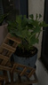 臨雅繡球花苗盆栽室內(nèi)陽(yáng)臺(tái)庭院植物四季開(kāi)花卉無(wú)盡夏帶花苞耐寒老樁秀 【花期帶花】太陽(yáng)神殿 曬單實(shí)拍圖