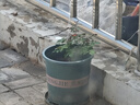 海蒂的花園旗艦店月季花苗花卉盆栽果汁陽臺小苗爬藤植物帶花苞 月季弗洛倫蒂娜15cm盆 含盆 曬單實(shí)拍圖