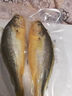 尚致冰鮮黃花魚(yú)青島新鮮大黃魚(yú)生鮮黃魚(yú)鮮活冷凍特大深海魚(yú)海鮮禮盒 特大黃花魚(yú)2斤/條【1條】?jī)糁?曬單實(shí)拍圖