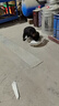 旺園興寵物狗中華田園犬看家護(hù)院混血土狗寵物犬活體黑狗 田園級(jí) 黑狗 公 曬單實(shí)拍圖