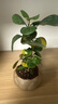 八芽盆栽小盼菩提樹植物室內(nèi)禪意盆景辦公室桌面好養(yǎng)綠植源頭直發(fā)包郵 蓮花盆菩提（含紫砂托盤） 曬單實(shí)拍圖