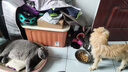 皇家狗糧 成犬狗糧 犬糧 通用犬型 CC 通用糧 ≥12月 3KG 曬單實(shí)拍圖