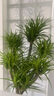 花財(cái)主大型盆栽綠植 檸檬樹(shù)鴨腳木發(fā)財(cái)樹(shù)天堂鳥(niǎo)綠植室內(nèi)客廳大盆栽 多頭龍血樹(shù)1.3-1.5米【鉆石盆 含盆 曬單實(shí)拍圖