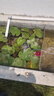 海利魚(yú)池增氧機 賣(mài)魚(yú)增氧器 海鮮缸養魚(yú)氧氣機 大功率打氧機 大氣量 25W ACO-208氣泵[]45L/min 曬單實(shí)拍圖