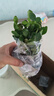 櫻霞【順豐上門】花卉植物室內(nèi)桌面凈化空氣水培小綠植好養(yǎng)活驅(qū)蚊盆栽 【濃香組合】九里香+梔子花 帶盆 曬單實拍圖